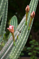 Sydney Australia, flower stem of a candelabra cactus