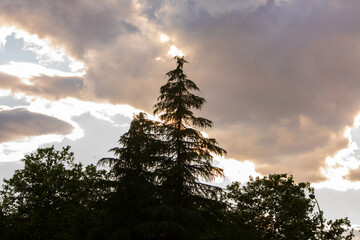 a tree with clouds at sunset
