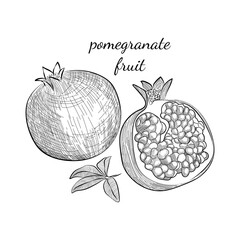 Fruit garnet pomegranate concept in hand drawn sketch style. Engrave design big conceptual collection. Vector isolated illustration