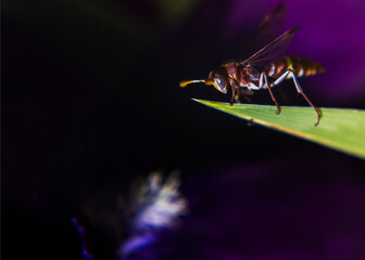 A wasp on a leaf