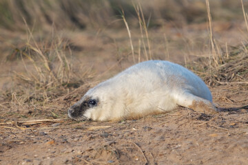 Newborn Atlantic Grey Seal Pup (Halichoerus grypus) in sand dunes