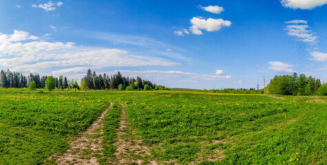 Fototapeta na wymiar Panorama summer landscape in the field. Russian open spaces. Summer landscape. Flowers in the field. Blue sky. Copy spase