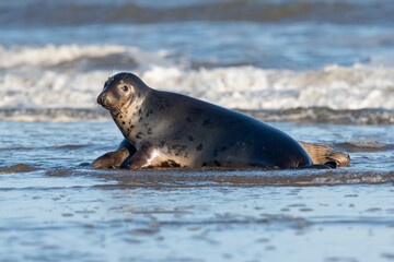 Harbor Seals (Phoca vitulina) playing in the tide