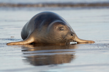 Harbor Seal (Phoca vitulina) squinting into the dawn light