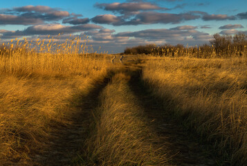 path in the field of reeds