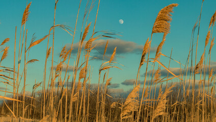 Moon behind the reed