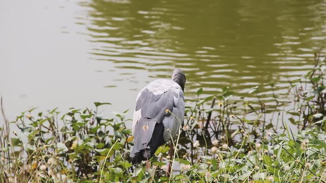 Asian openbill stork (Anastomus oscitans) it is a shellfish eater. Thailand
