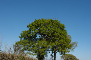 Fototapeta premium Green Foliage of a Deciduous Pedunculate, Common or English Oak Tree (Quercus robur) Growing in a Field in Rural Devon, England, UK