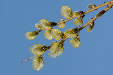 A close up of male catkins of Salix caprea (goat willow, great sallow). Flowering branch of pussy willow against the blue sky