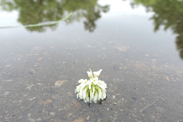 a white forest clover flower lies in a puddle