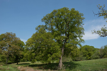Fototapeta na wymiar Green Foliage of a Deciduous Pedunculate, Common or English Oak Tree (Quercus robur) Growing in a Field in Rural Devon, England, UK