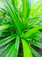 Nature green small PLANT after rain 