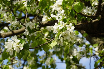 white blossom of pear tree. Sunny day of spring, background