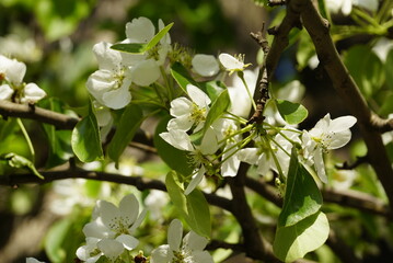 Fototapeta premium white blossom of pear tree. Sunny day of spring, background