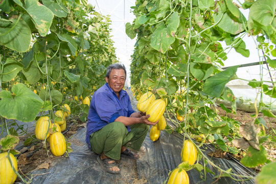 A farmer works in a greenhouse of Korean melon in Viet Nam