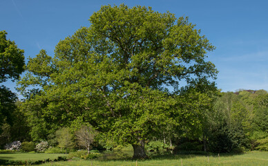 Green Foliage of a Deciduous Pedunculate, Common or English Oak Tree (Quercus robur) Growing in a Field in Rural Devon, England, UK