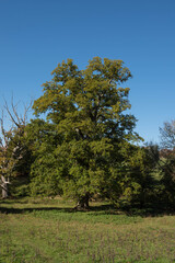 Green Foliage of a Deciduous Pedunculate, Common or English Oak Tree (Quercus robur) Growing in a...