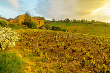 Sunrise view of vineyards and countryside in Beaujolais, France