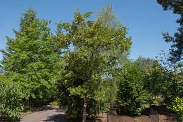 Green Foliage of a Deciduous Pedunculate, Common or English Oak Tree (Quercus robur) Growing in a...
