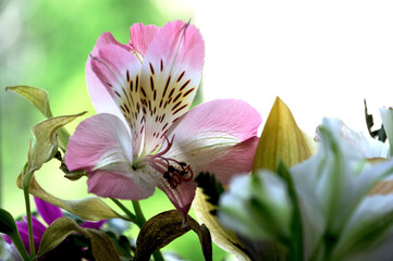 lily flower in a festive bouquet