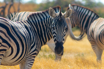 Wild african animals.  African Mountain Zebra standing  in grassland. Etosha National Park.