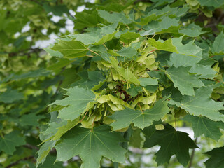 Fototapeta na wymiar Acer platanoides - Norway maple. Dark green Foliage and fruit. Double Samara with a flat seed capsule to the angle of the wings