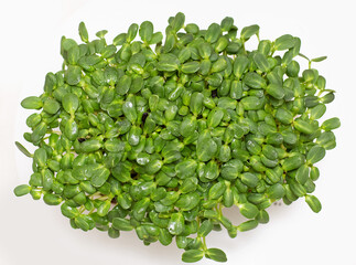Sunflower, micro greens, citi - farms, vertical farms. View from above on a white background
