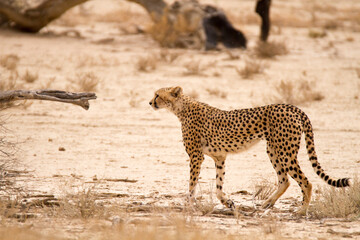 Cheetah in its prime walking in the Kgalagadi Park in the Kalahari Desert