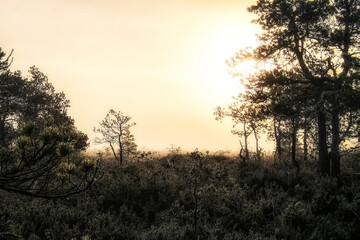 Fototapeta na wymiar foggy dawn in the swamp