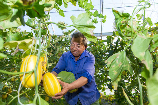 A farmer works in a greenhouse of Korean melon in Viet Nam