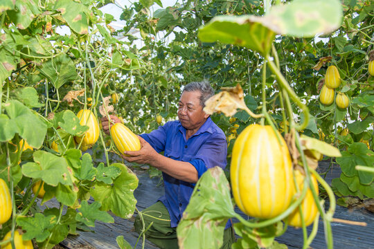 A farmer works in a greenhouse of Korean melon in Viet Nam