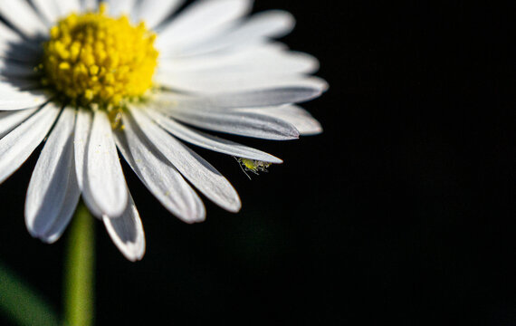 G&auml;nsebl&uuml;mchen mit Floh