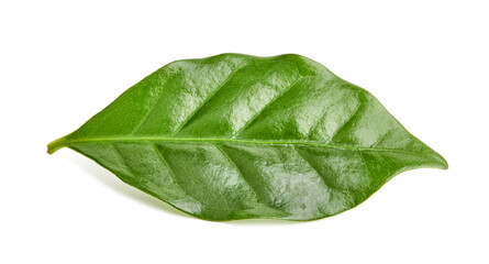 Fototapeta na wymiar Coffee leaf isolated on white background