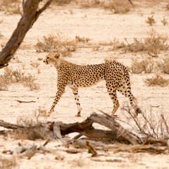 Cheetah in its prime walking in the Kgalagadi Park in the Kalahari Desert