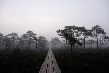 foggy road in the swamp