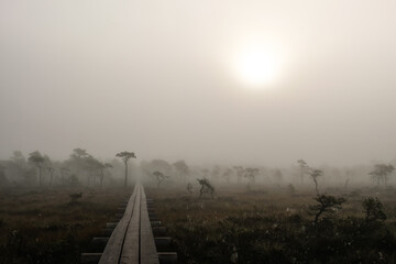 foggy road in the swamp