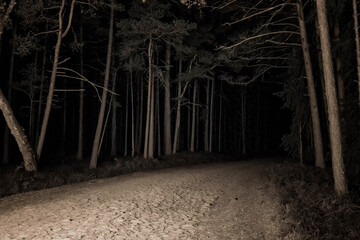 stone road in the night forest