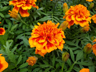 Marigold French 'Bonanza Flame'