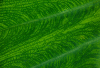 Close up of a Taro Leaf.Fresh green leaf texture macro close-up,Pattern on the taro leaf for background.