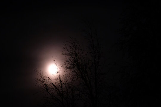 moon shining between trees © Santi