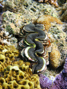 Colourful flute giant clam (Tridacna squamosa) embedded in coral on the Great Barrier Reef, Queensland, Australia.