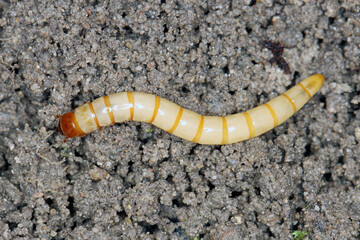Wireworms - Larvae of Agriotes a species of beetle from the family of Elateridae. It is commonly known as the lined click beetle