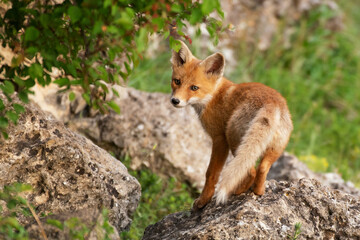 The Fox stands on a rock and looks at the camera. Vulpes vulpes