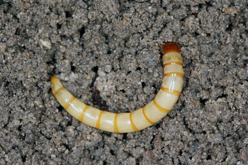 Fototapeta premium Wireworms - Larvae of Agriotes a species of beetle from the family of Elateridae. It is commonly known as the lined click beetle