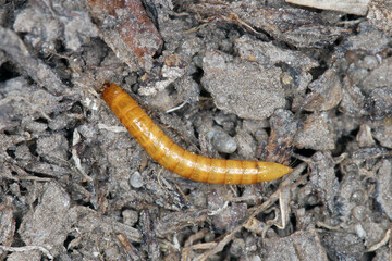 Wireworms - Larvae of Agriotes a species of beetle from the family of Elateridae. It is commonly...