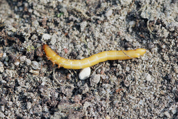 Wireworms - Larvae of Agriotes a species of beetle from the family of Elateridae. It is commonly...