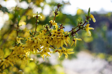 Nature floral background. Blooming forsythia. Yellow flowers of forsythia close-up. Spring background with yellow flowers tree branches.