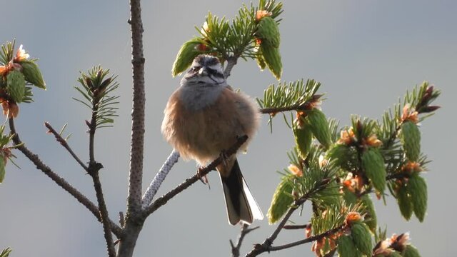 Zippammer (Emberiza cia)