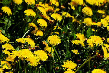 Nature floral background. Medicinal dandelion. Yellow dandelion flowers close-up. Field of dandelions. Many dandelions on the field background.