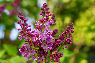 Nature floral background. Lilac buds close-up. Branch of purple lilac on a background of green leaves. Blooming lilac. Lilac Poltava